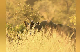 Africa's Wild Wonders: Rhinos