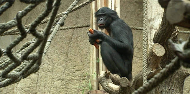 14:25: Elefant, Tiger & Co. (232) | MDR Fernsehen | 1/16 2026