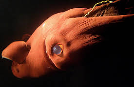 Planet Earth Season 1 (Narrator - David Attenborough): Ocean Deep (Narrator - David Attenborough)