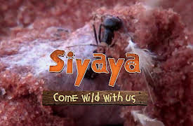 Siyaya – Come Wild With Us: Into the Thirstland