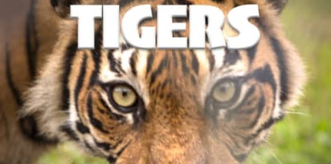 Sumatra's Last Tigers (2015)