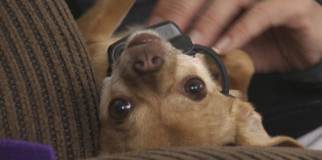 00:45: My Tiny Terror (S1 E3) (S1) | Animal Planet | 1/5 2026