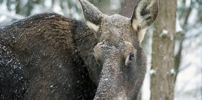 20:15: Polens Osten - Zwischen Wisenten, Wölfen und Elchen | SWR Fernsehen RP | 12/7 2025