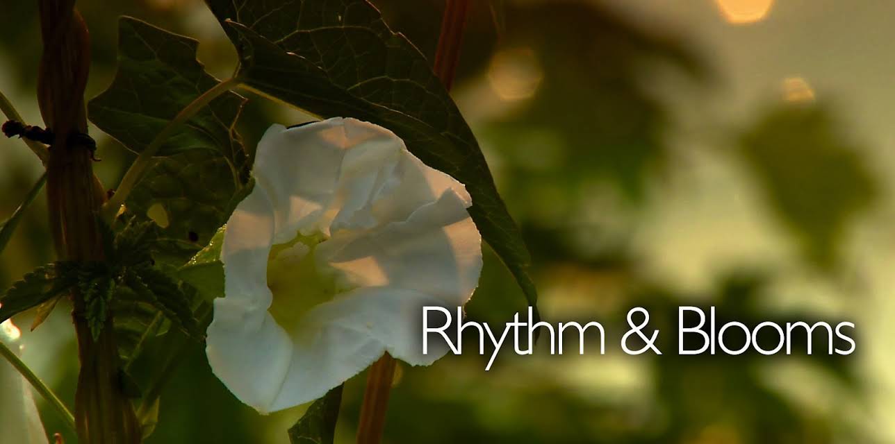 Rhythm And Blooms