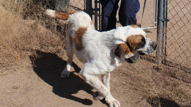 02:15: Animal Cops Phoenix (S15 E15) (S15) | Animal Planet | 4/29 2026