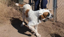 Animal Cops Phoenix (S15 E15)