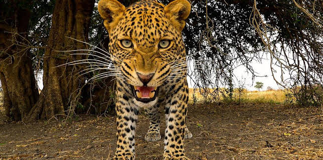 3:30 PM: Serengeti (S1) | BBC Two | 3/20 2026