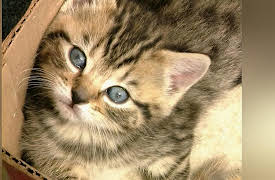 Understanding Cats: Kittens Learning About The World