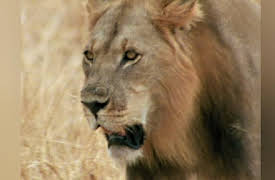 Built for the Kill Season 1: Hyena