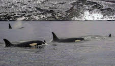 Die sozialen Netzwerke der Tiere (3/5)