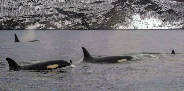 17:50: Die sozialen Netzwerke der Tiere (3/5) | Arte | 3/24 2026