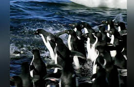 Human Nature: Love, Commitment and Acceptance