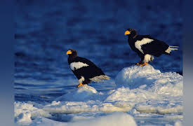 The National Geographic Guide to Landscape and Wildlife Photography: Photographing Winter Wildlife