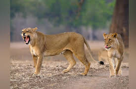 Guardians Of The Wild: Return of the Hunters