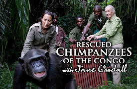 Rescued Chimpanzees of the Congo with Jane Goodall: Hope