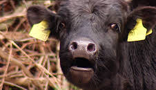 Elefant, Tiger & Co.