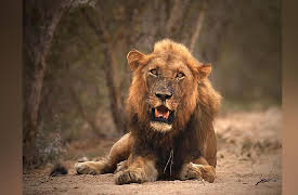 Africa's Wild Wonders: Lions