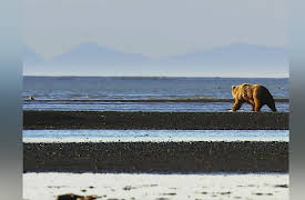 Sunrise Earth: Katmai Bears