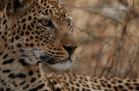 72 Cutest Animals: Footpads and Flippers