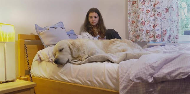 16:50: Der Hundeprofi unterwegs | VOX | 12/20 2025