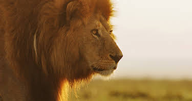 16:00: Serengeti - Wilde Geschichten aus der Savanne (4/6) | 3SAT | 8/28 2026