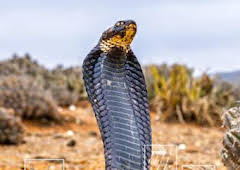 Sáhara occidental: Agua de vida y muerte