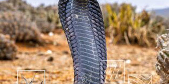 11:45: Sáhara occidental: Agua de vida y muerte | Caza y Pesca | 12/13 2025