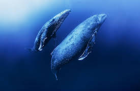 The Mating Game, Season 1: Out of the Blue