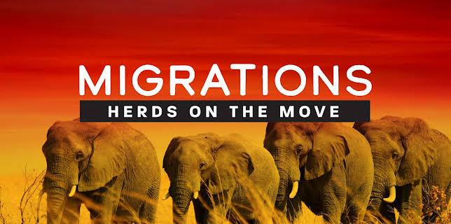 Migrations: Herds on the Move (2020)
