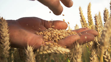 18:00: Geheime Weltmächte – Kampf ums Saatgut | ZDFinfo | 4/29 2026