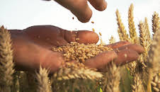 Geheime Weltmächte – Kampf ums Saatgut