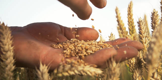 02:00: Geheime Weltmächte – Kampf ums Saatgut | ZDFinfo | 12/10 2025