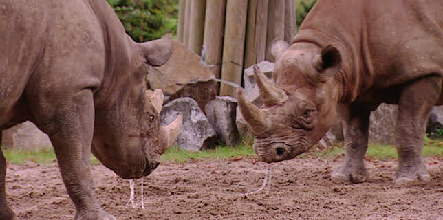 03:05: Elefant, Tiger & Co. (535) | MDR Fernsehen | 2/19 2026