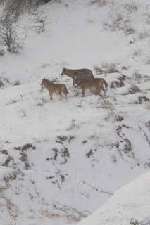 15:40: Italia salvaje. Los grandes depredadores: El regreso de la manada de lobos | La Otra | 3/28 2026