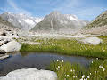 Unsere wilde Schweiz: Der Aletschgletscher