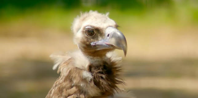 12:40 PM: Go Wild (S2) | Cbeebies | 2/25 2026