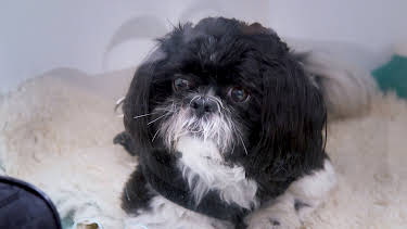 4:00 PM: The Supervet: Noel Fitzpatrick (S4 E16) (S4) | W | 7/15 2026