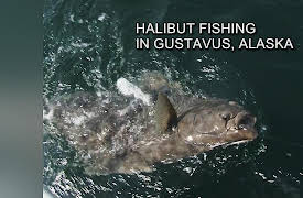 Fishing With The Best Guides: Halibut Fishing in Gustavus, Alaska