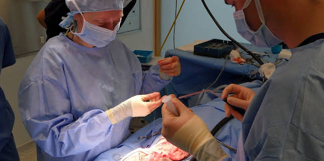 23:00: Animal ER (S1 E6) (S1) | Animal Planet | 8/7 2025