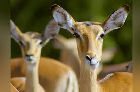 Wildlife Icons: Springbok & Impala: Life in the Herd