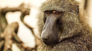 3:30 PM: Serengeti (S2) | BBC Two | 8/20 2026