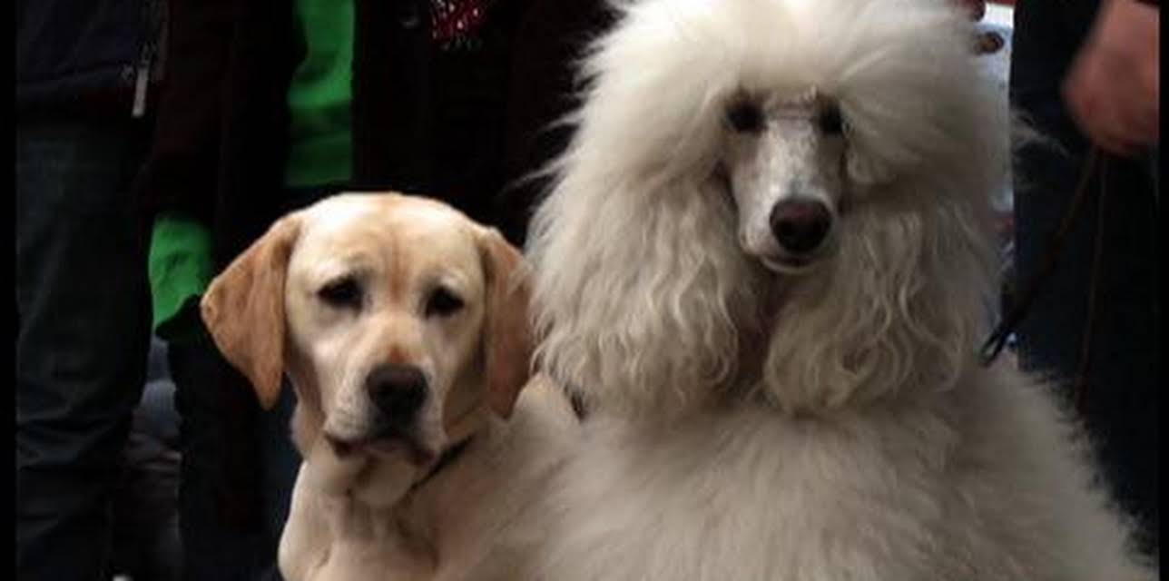 The Dog Who Saved Christmas Vacation (2010)