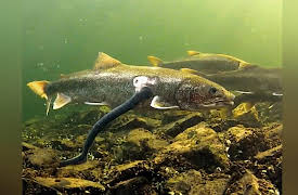 Great Lakes Wild: Invaders from the Deep