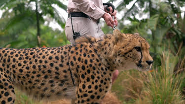 13:10: Crikey! It's the Irwins (S1 E9) (S1) | Animal Planet | 12/28 2025