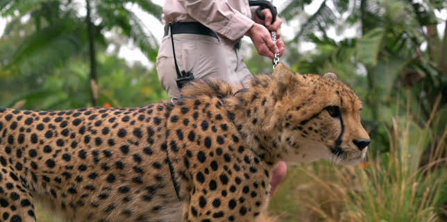 12:10: Crikey! It's the Irwins (S1 E9) (S1) | Animal Planet | 12/28 2025