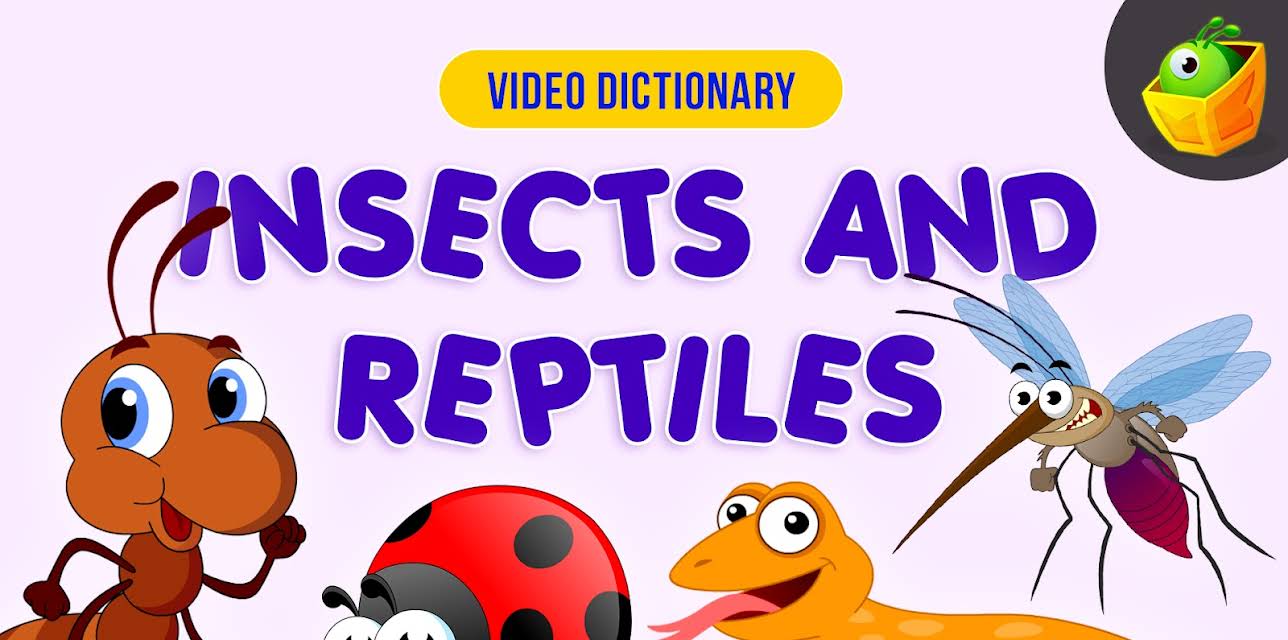 Insects & Reptiles  - Video Dictionary