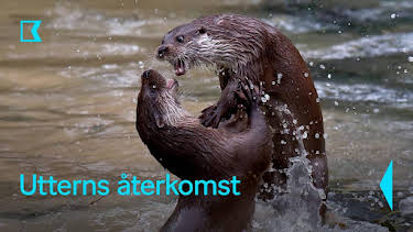 20:05: Utterns återkomst | Kunskapskanalen | 5/4 2026