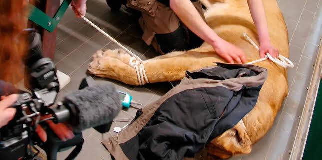 17:10: Seehund, Puma & Co. (115) | Radio Bremen | 3/6 2026