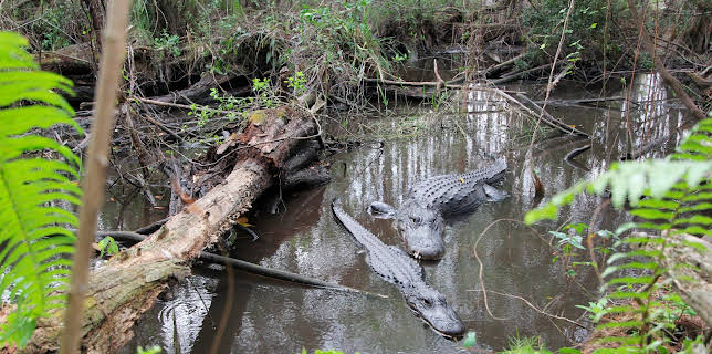 Amerikas Naturwunder (3/8)