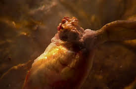 Monsters Inside Me: The Eyeball Eater